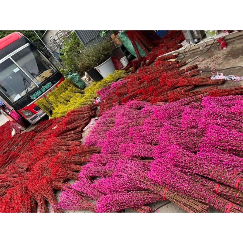 Nụ tầm xuân khô cao 80-1m❤️hoa cắm ngày tết , trang trí nhà cửa