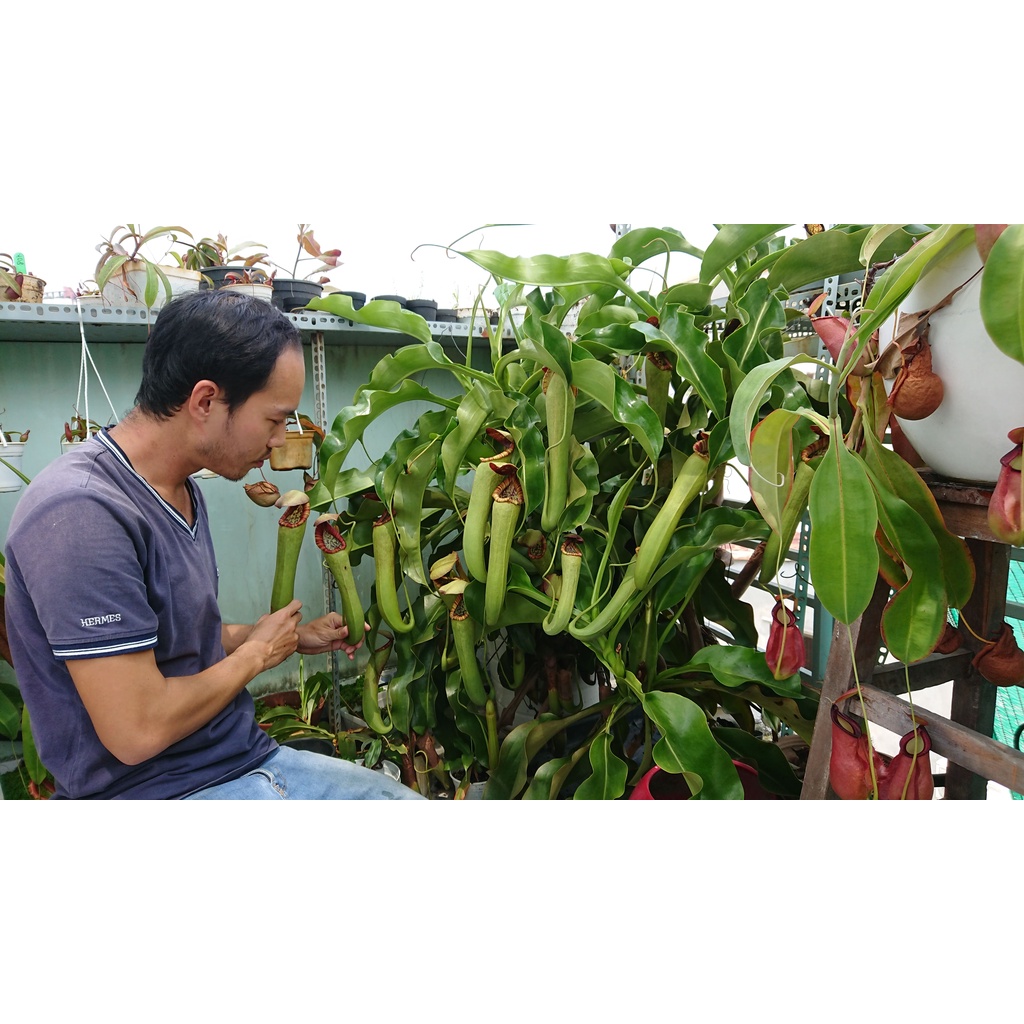Phân Chuột Kinabalu cho cây nắp ấm, cây gọng vó