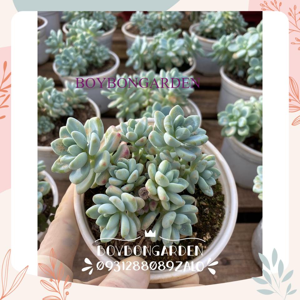 ⚡ [Ảnh thật] ❤ [FreeShip]