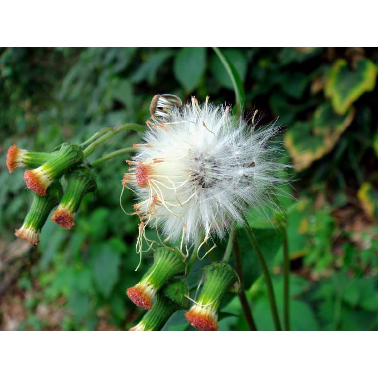 Hạt giống rau Tàu bay gói 1gr