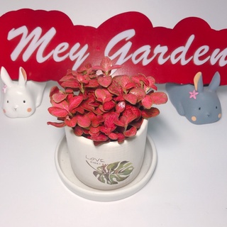 Chậu Lá May Mắn Mini - Cẩm nhung