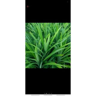 Cây giống lá dứa/cây lá nếp/cây cơm nếp.