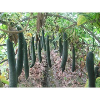 [Rạng Đông] Hạt Giống Bí Đao Xanh Trái Dài Lai F1 Java Gói 0,2 g Sai Trái