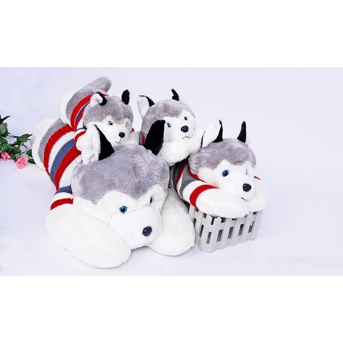 chó bông Husky