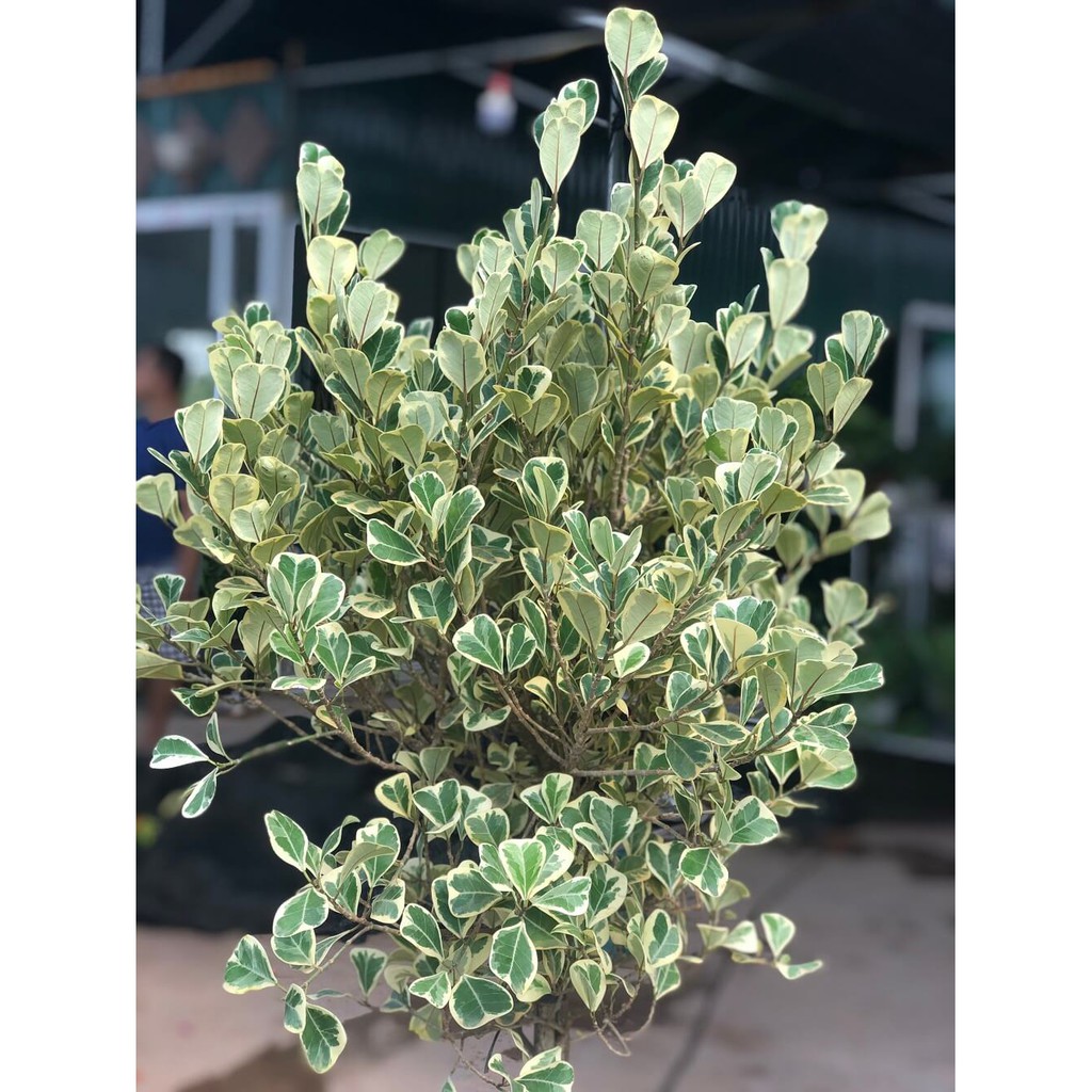 Cây giống Ficus deltoidea Jack f. Variegata (Bàng Lá Tim Cẩm Thạch) chậu nhựa