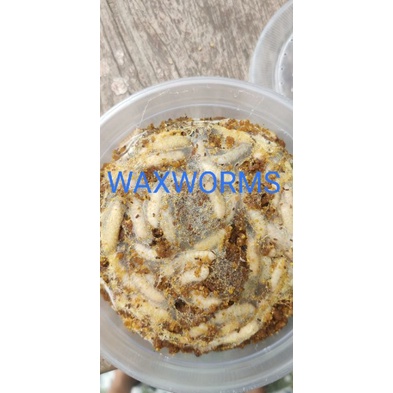 Sâu sáp Waxworms
