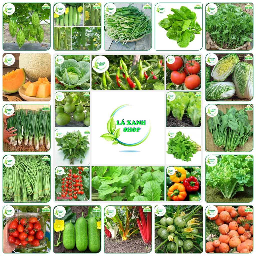Nhiều Loại Hạt giống Rau Củ Quả Dễ Trồng, Rau Ăn Lá Trồng Quanh Năm, Tỉ Lệ Nảy Mầm Cao > 90% - Hạt giống Rạng Đông