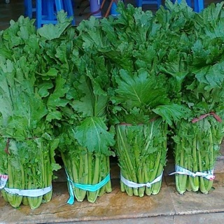 Hạt giống cải mèo 20 gr ☘️
