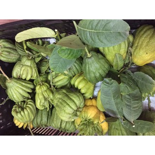 Quả Phật Thủ loại nhỏ - 4đến 5 lạng