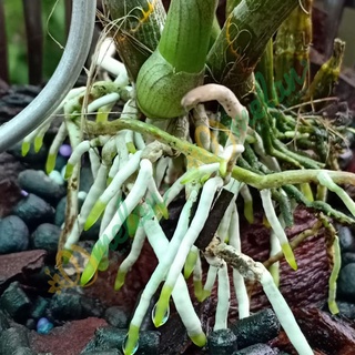 AC ROOTS - Kích Rễ Cho Hoa Phong Lan