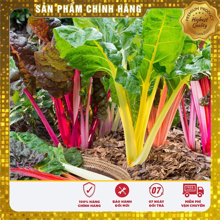 Hạt giống rau Cải Cầu Vồng ( 25-30 hạt)