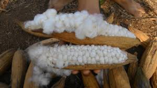 Bông Gòn Trái Tự Nhiên 100% ko pha tạp chất 1 ký 119k