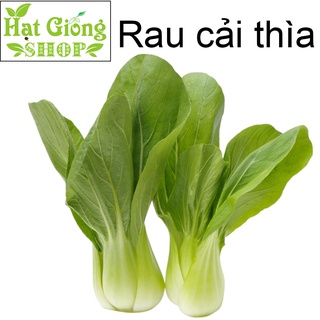 Hạt giống cải thìa ( túi 100 hạt )