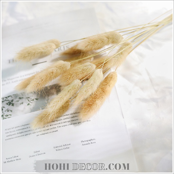 Cỏ Đuôi Thỏ Vintage Decor Trang Trí Bàn Học, Phòng Ngủ, Chụp Ảnh Sản Phẩm [Lagurus Bunny Tails] - Shop Hohi Decor