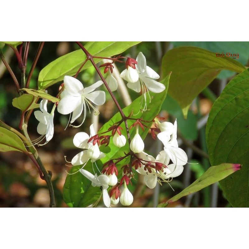 Cây Dạ Ngọc Minh Châu