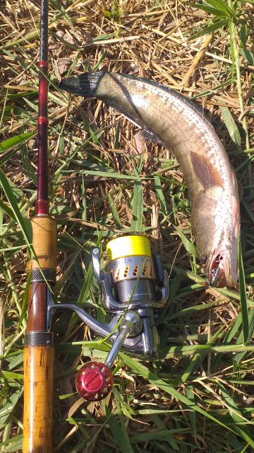 LƯỠI câu cá lóc