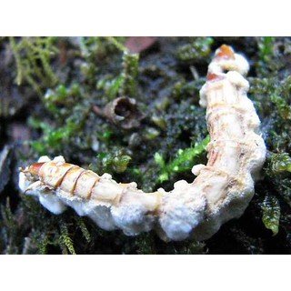 Ức chế côn trùng - CÔN TRÙNG BUG
