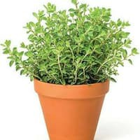 Hạt giống- Hạt giống Oregano thảo mộc Hy Lạp 20h