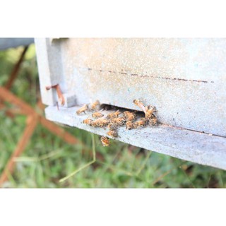 Mật Ong hoa cà phê Marie Bee - 1 lít