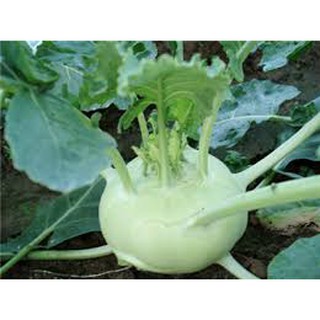 Hạt giống Su Hào F1