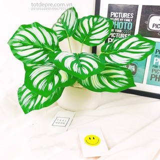 Cây nhựa - Cây Đuôi công tán lớn loại đẹp