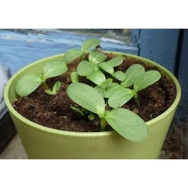 ( HOT ) Hạt giống hoa hướng dương lùn kép 30 hạt