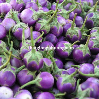 HẠT GIỐNG CÀ PHÁO TÍM