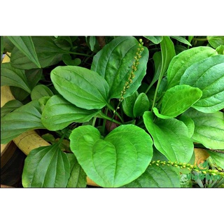 HẠT GIỐNG RAU MÁ ĐỀ