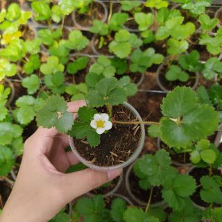 Combo 5 cây dâu Aicy cấy mô trồng ổn định trong ly