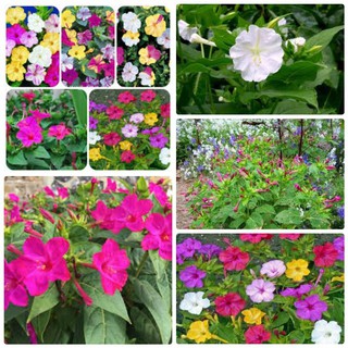 Hạt giống hoa Bông phấn