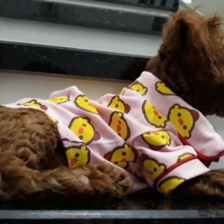 Pijama dành cho boss [QUẦN ÁO THÚ CƯNG]