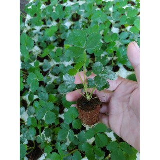 5 ly dâu tây cấy mô nhật AKIHIME
