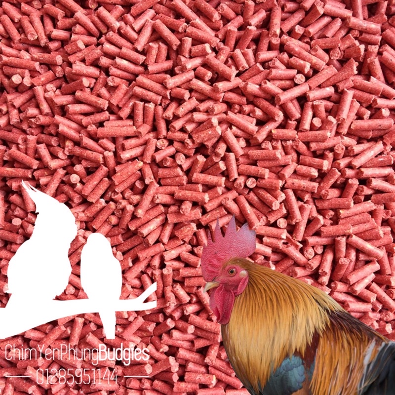 2KG | CÁM THỊT BÒ CHO CHIẾN KÊ, giúp gà sung mãn, tăng độ bền.