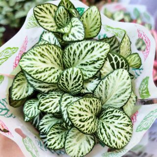 Combo 10 chậu cẩm nhung đẹp