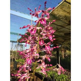 Hoa lan dendro nắng sing hoa xổ - 1 chậu