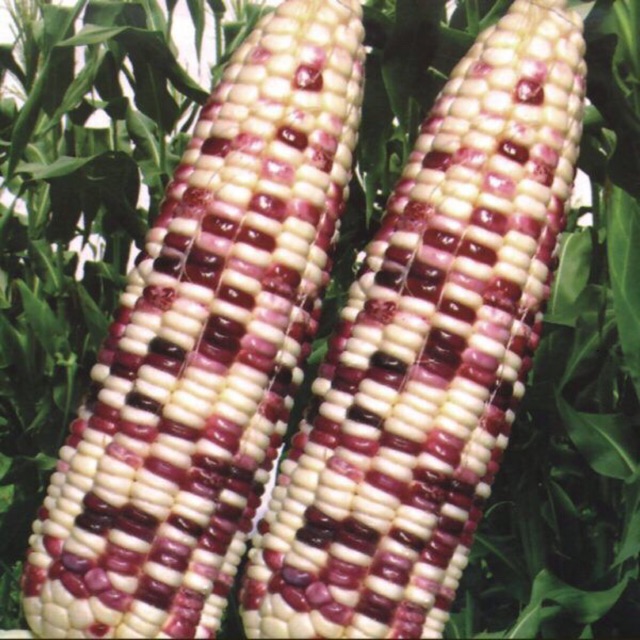 Hạt giống bắp trắng tím - gói 20gr