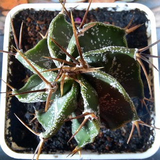 Astro Râu dê  - Astrophytum ornatum ( 6.0cm - 10.0cm) ( Vườn Xương rồng EXOTICACTUS )