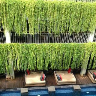 Cúc tần Ấn Độ