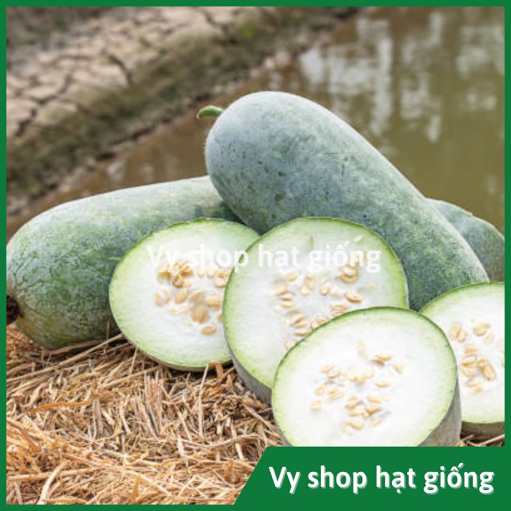 Hạt giống bí đao sáp  Thái Lan gói 15 hạt