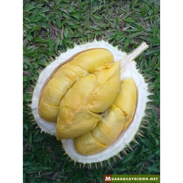 CÂY GIỐNG SẦU RIÊNG MUSANG KING – SẦU RIÊNG MALAYSIA NGON NHẤT HIỆN NAY