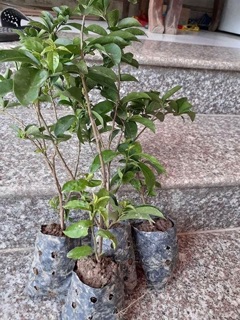 Cây giống hoa nhài Nhật
