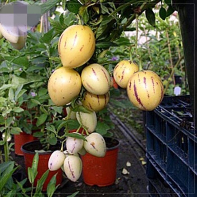 100 Hạt giống dưa petino - Nhập khẩu Tứ Xuyên nguyên bao bì