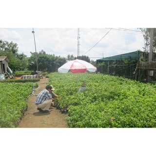 CÂY GIỐNG HOA GIẤY THÁI