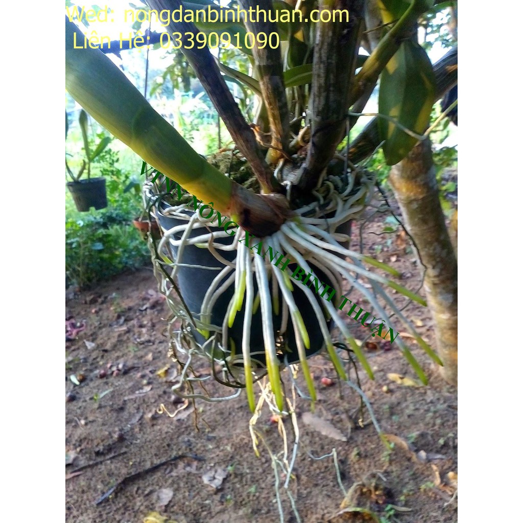 Phân Bón N3M 100gr