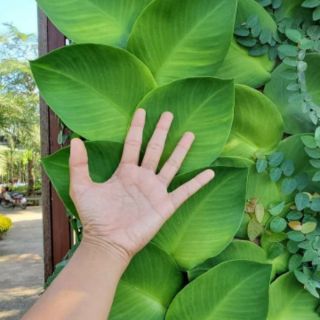 Kắt kè ♌ leo tường... Thái
