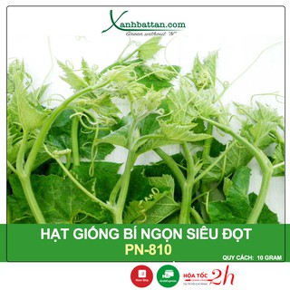 Hạt Giống Bí Ngọn Siêu Đọt - Bí Ăn Ngọn Phú Nông Gói 10 Gram