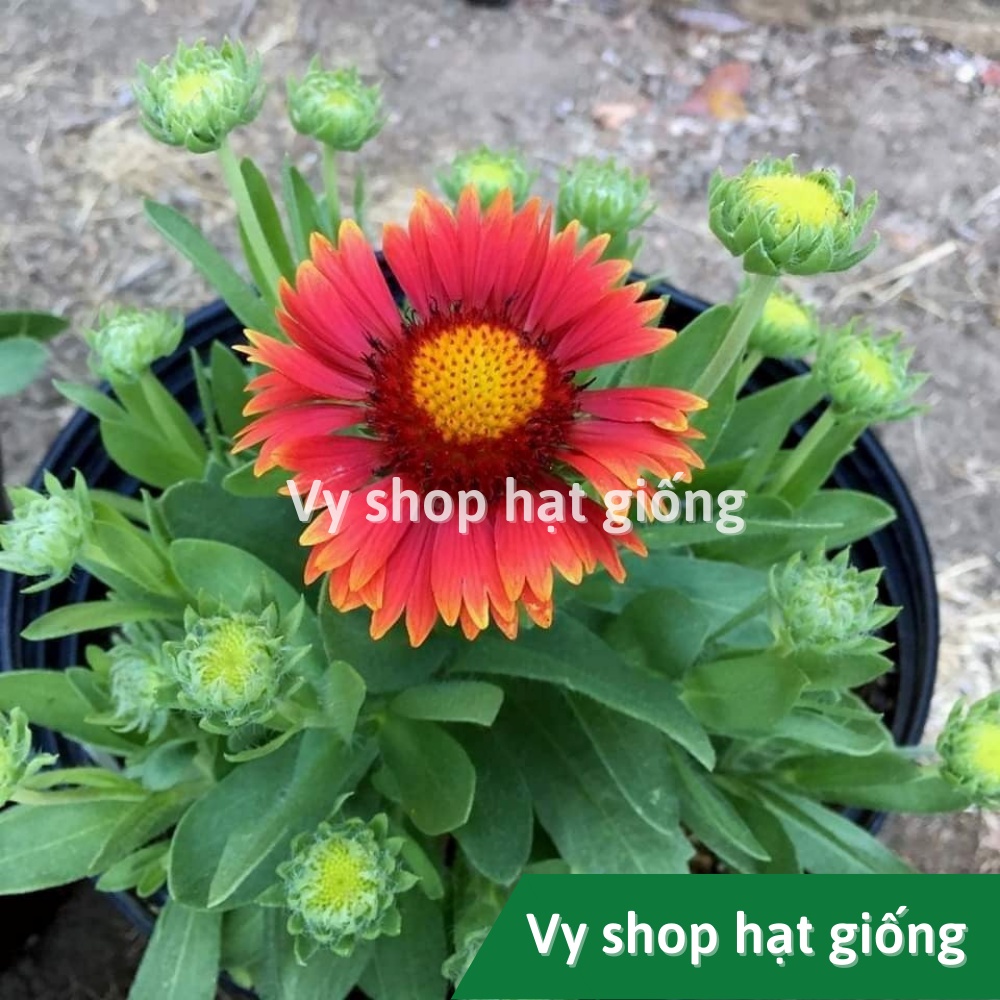 Hạt giống hoa cúc công chúa Gallardia gói 200 hạt