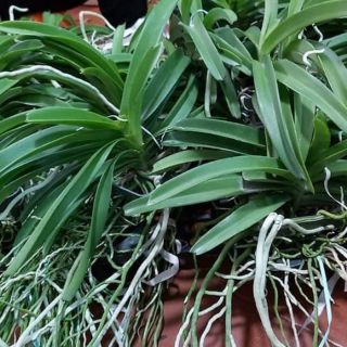 Hoa lan hải yến tím