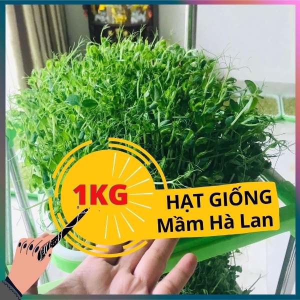 Hạt giống rau mầm 1KG ĐẬU HÀ LAN ngon giòn ngọt - rau củ quả trồng chậu thu hoạch sau 5-7 ngày