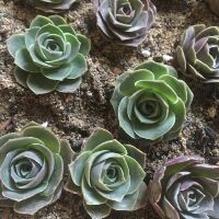 Cây sen đá hoa hồng greenovia (nhiều màu)
